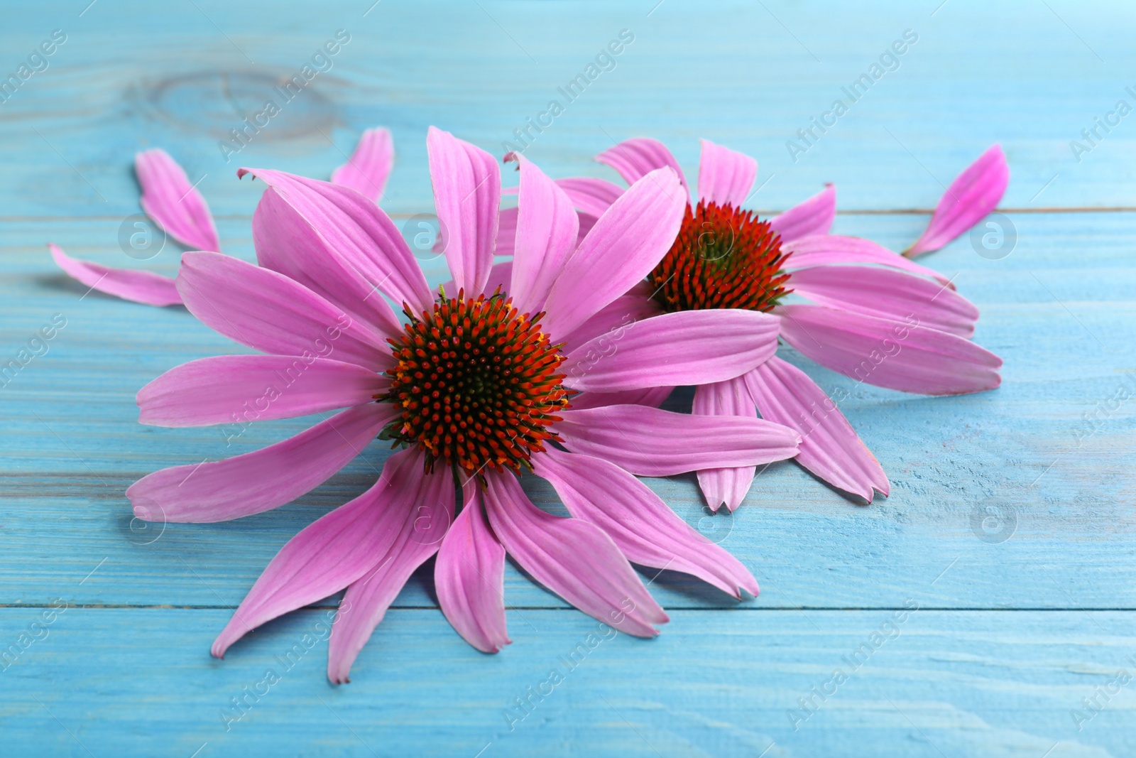 Photo of Beautiful blooming echinacea flowers and petals on turquoise wooden table, closeup