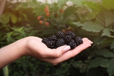 Photo of Woman with ripe blackberries in garden, closeup