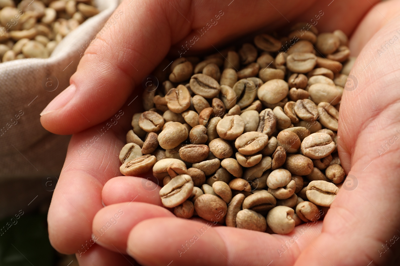 Photo of Woman holding pile of green coffee beans, closeup