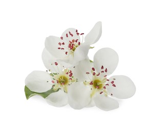 Photo of Beautiful flowers of blossoming pear tree on white background