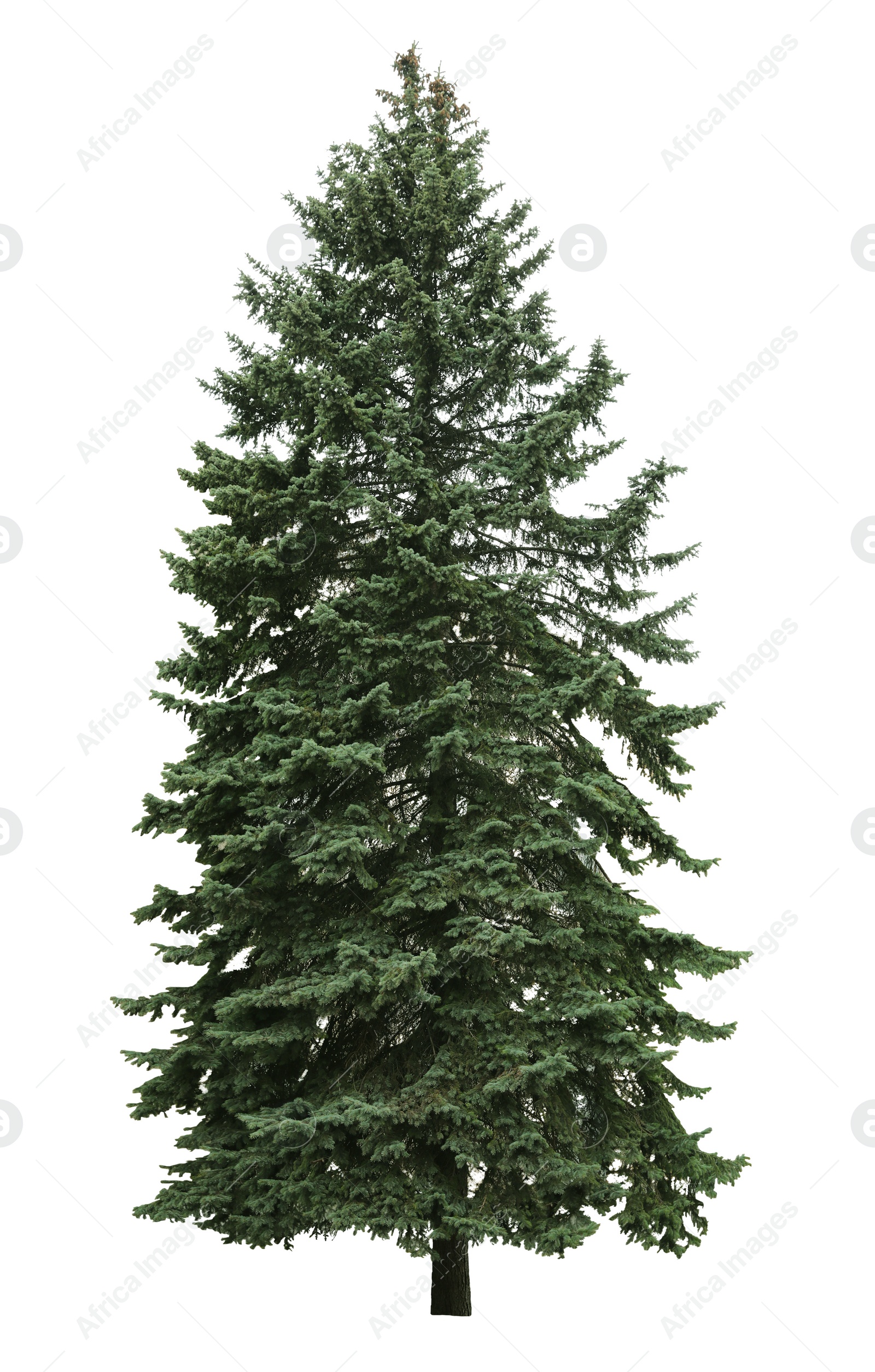 Image of Beautiful evergreen fir tree on white background