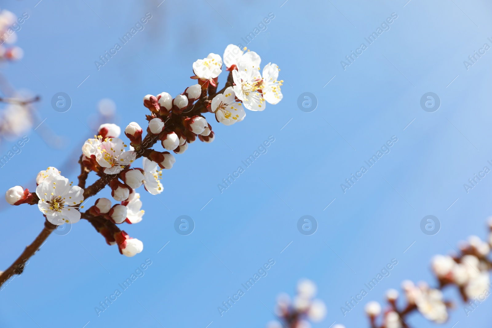 Photo of Beautiful apricot tree branch with tiny tender flowers against blue sky, space for text. Awesome spring blossom