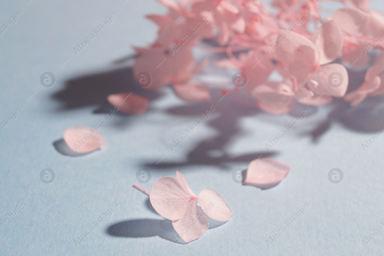 Photo of Beautiful pink hortensia flowers on light blue background, closeup. Space for text