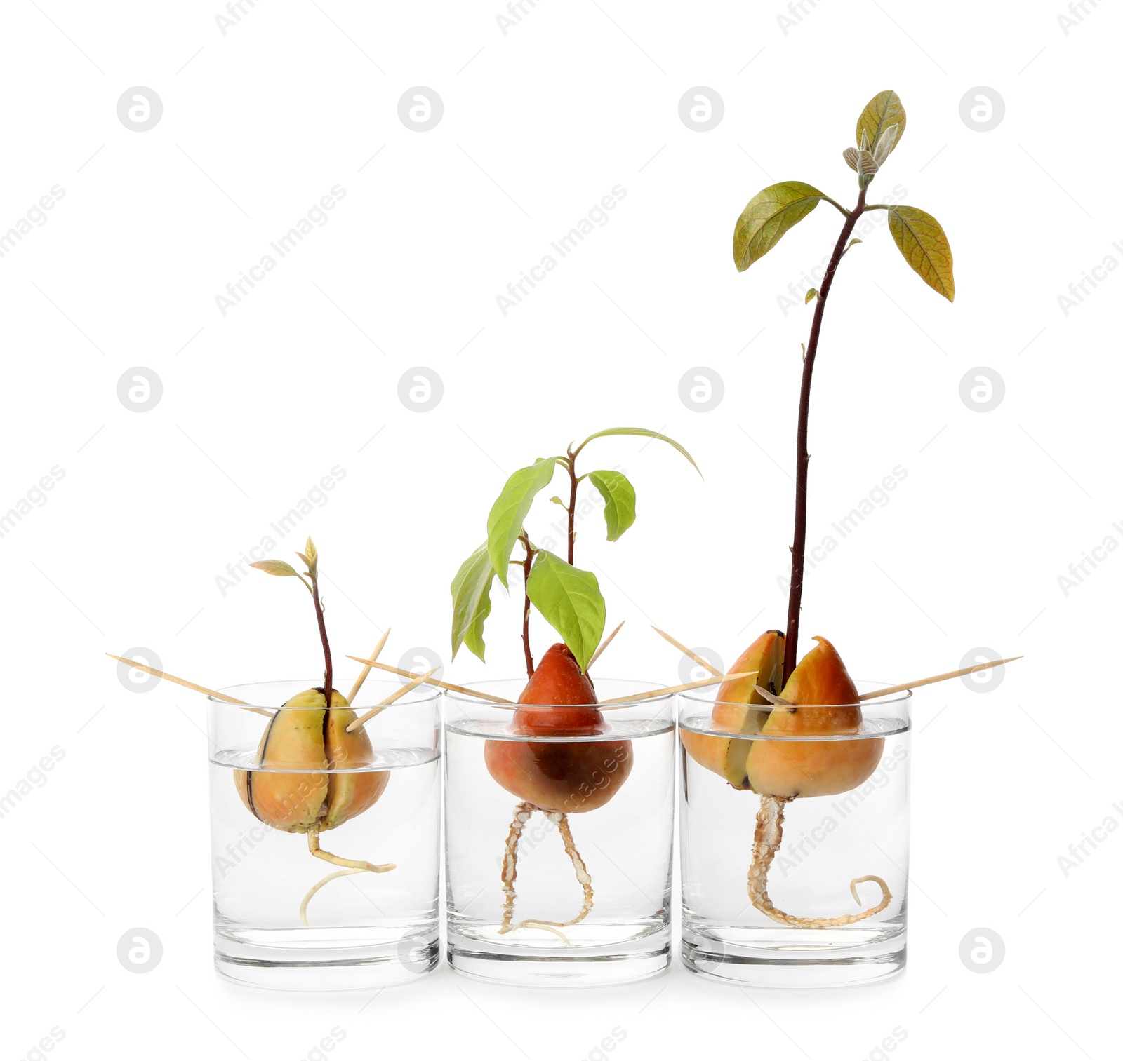 Photo of Glasses with sprouting avocado pits on white background