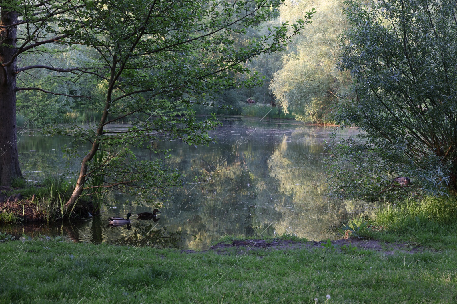 Photo of Picturesque view of green park with pond outdoors