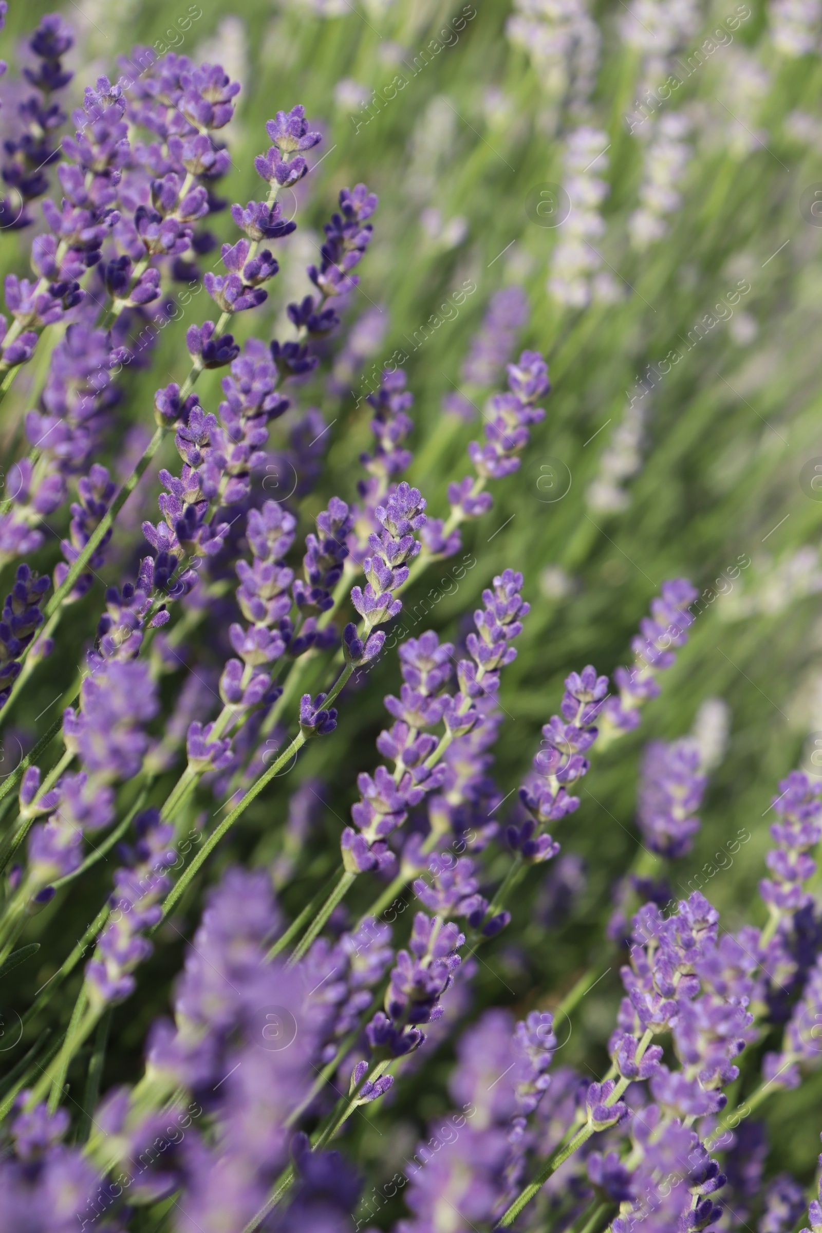 Photo of Beautiful blooming lavender plants in field on sunny day, closeup