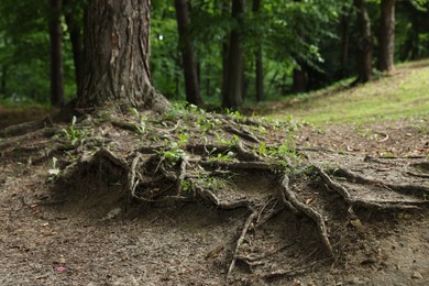 Tree roots visible through ground in forest