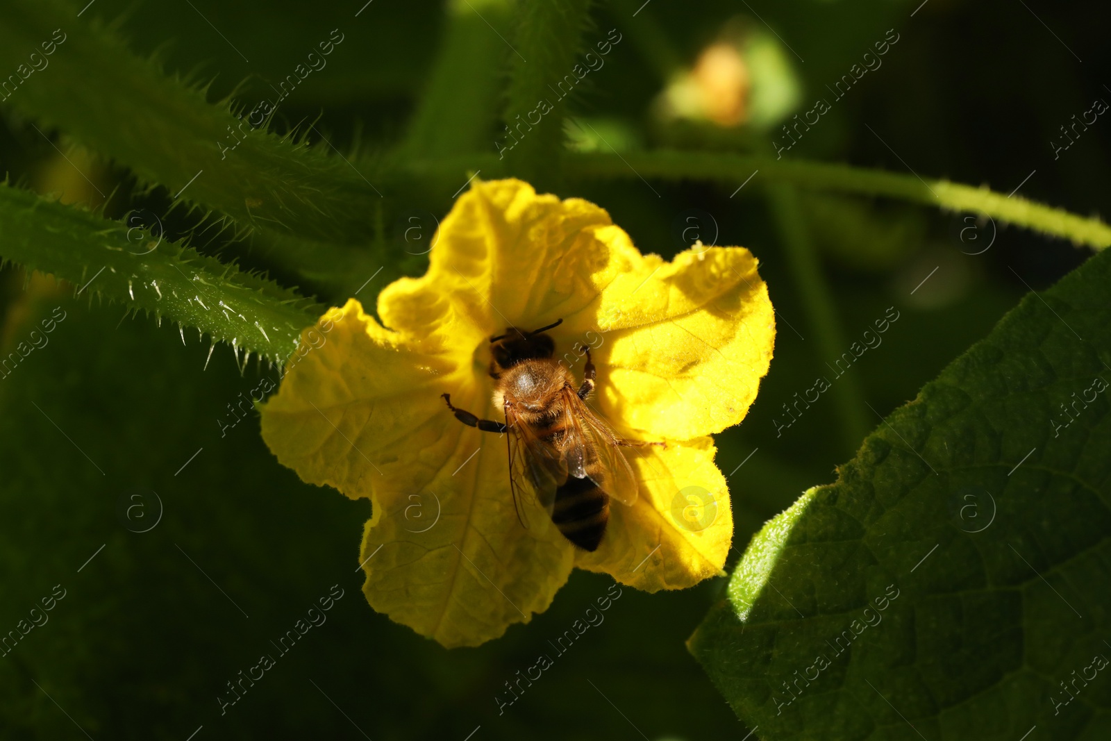 Photo of Honeybee collecting nectar from yellow flower outdoors, closeup