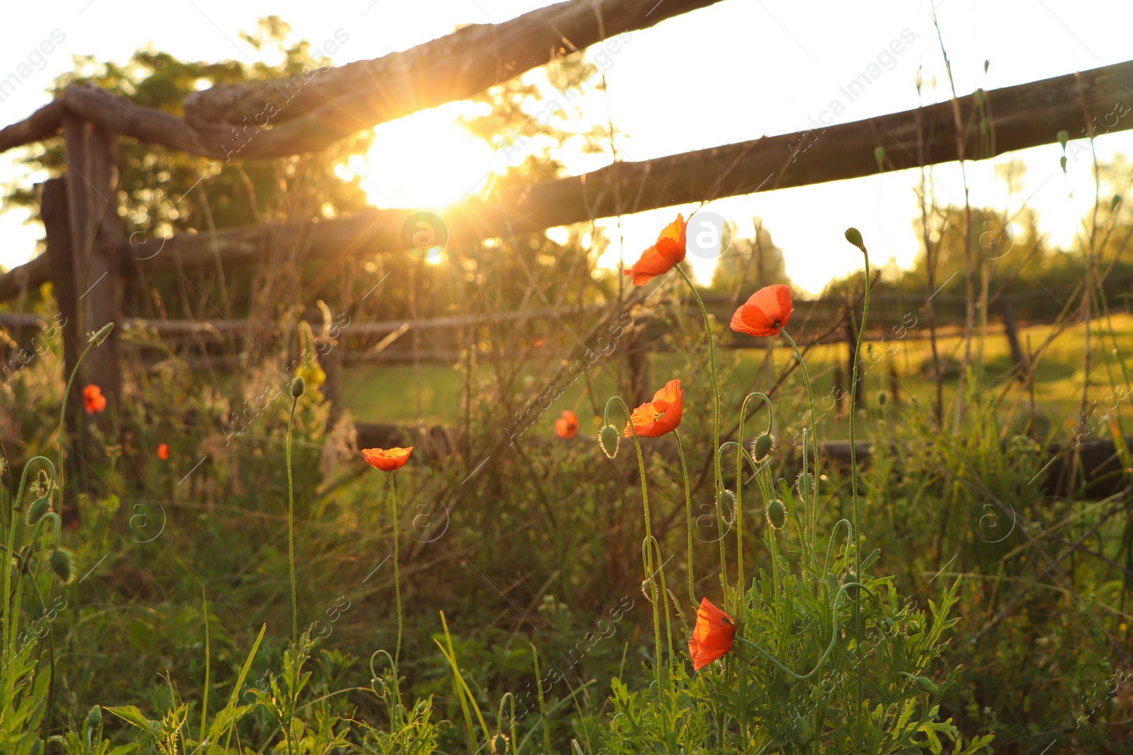 Photo of Picturesque view of countryside with wooden fence and blooming red poppies in morning