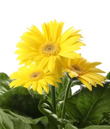 Photo of Beautiful yellow gerbera flowers on white background