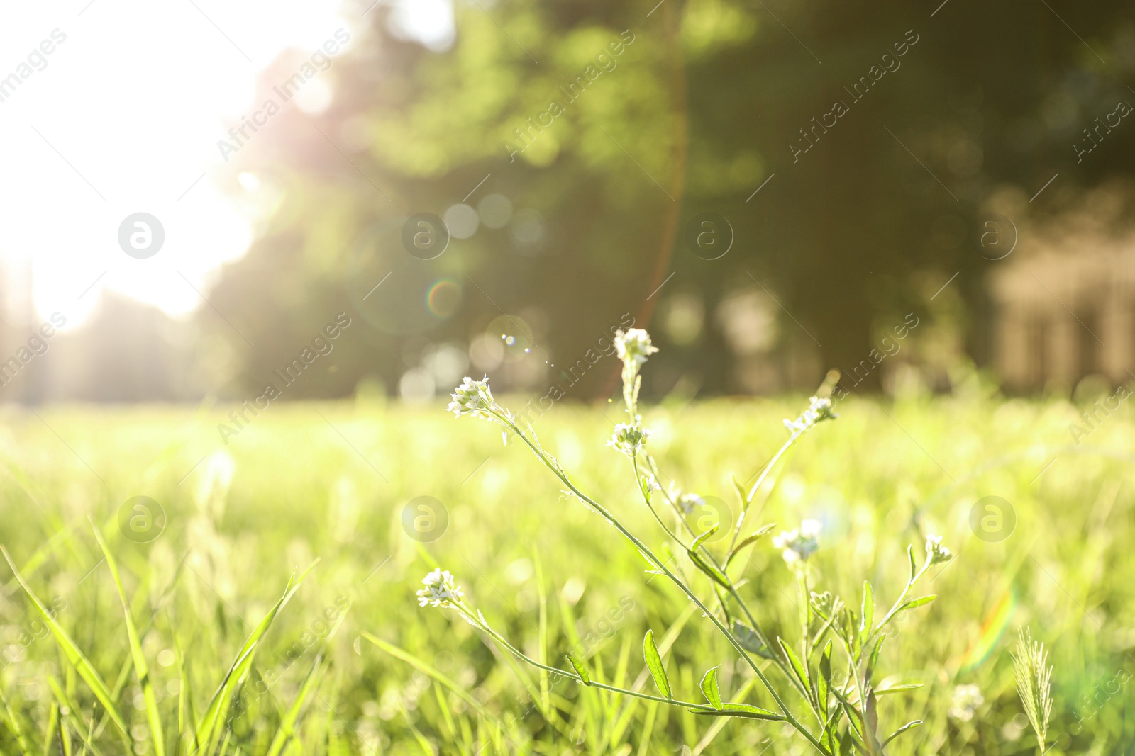 Photo of Beautiful view of fresh green grass and flowers outdoors on sunny day