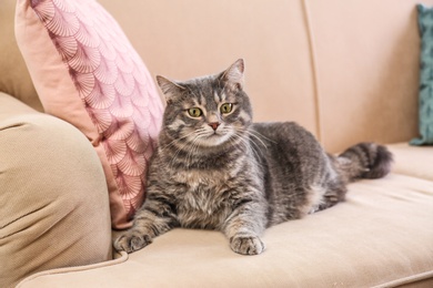 Photo of Cute gray tabby cat on sofa. Lovely pet