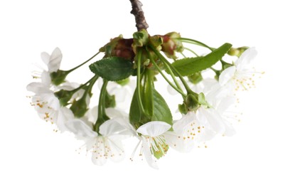 Spring branch with beautiful blossoms and leaves isolated on white