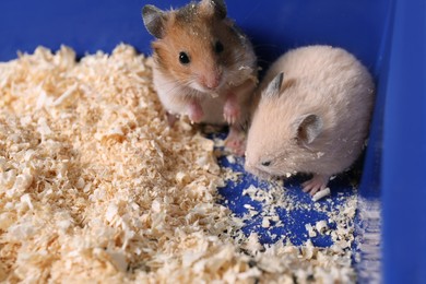 Cute little fluffy hamsters playing in cage