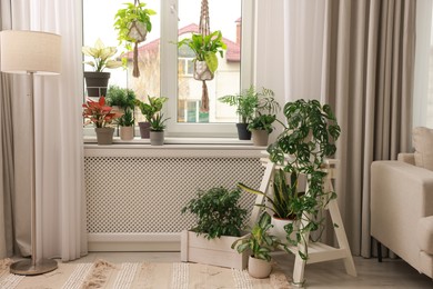 Cozy room interior with stylish furniture and beautiful houseplants near window