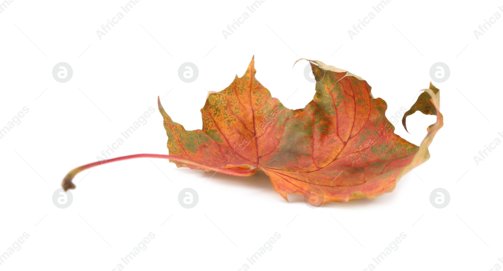 Photo of Autumn season. One maple leaf isolated on white