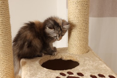 Photo of Cute fluffy kitten on cat tree against light background