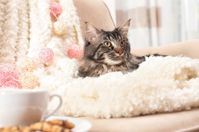 Photo of Cute cat with blanket on sofa at home. Warm and cozy winter