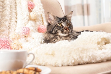 Cute cat with blanket on sofa at home. Warm and cozy winter