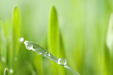 Water drops on grass blade against blurred background, closeup