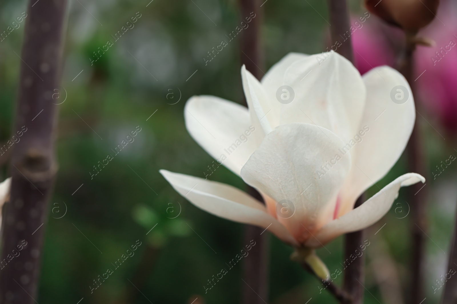 Photo of Beautiful blooming flower of magnolia tree on blurred background, closeup