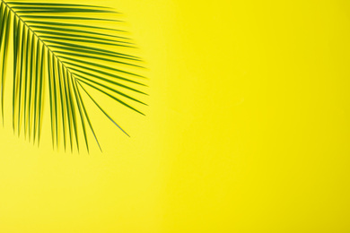 Photo of Beautiful lush tropical leaf on yellow background. Space for text