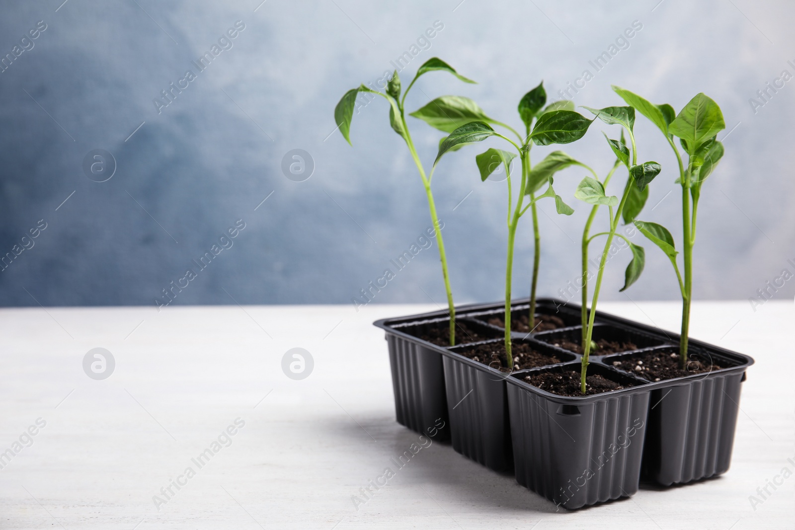 Photo of Vegetable seedlings in plastic tray on white wooden table against blue background. Space for text