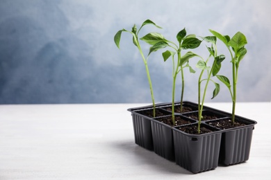 Vegetable seedlings in plastic tray on white wooden table against blue background. Space for text