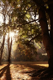 View of beautiful autumn park with dry leaves on ground