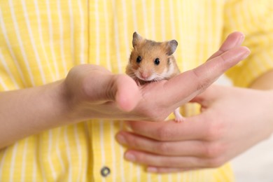 Photo of Woman holding cute little hamster, closeup view