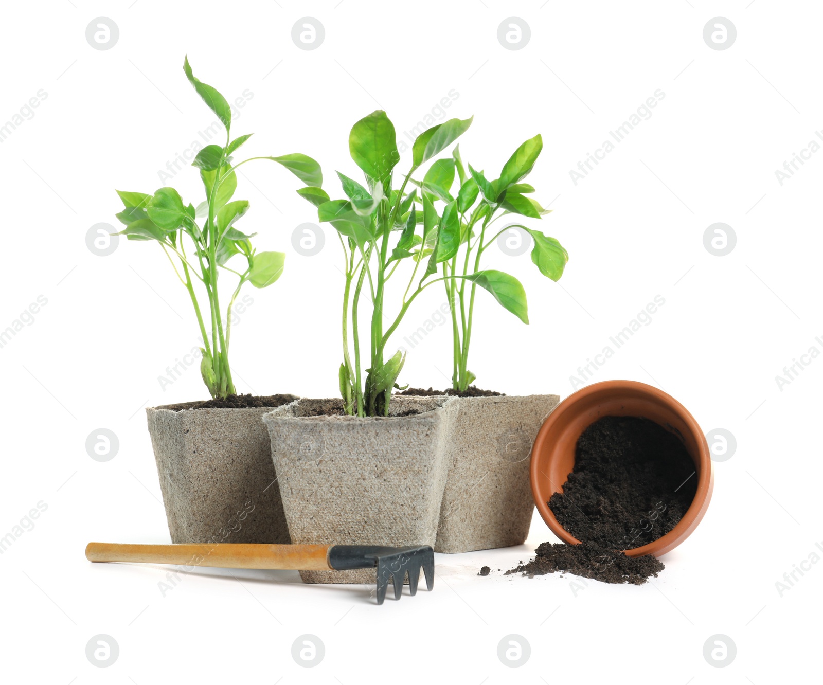 Photo of Plants and rake on white background. Professional gardening tool