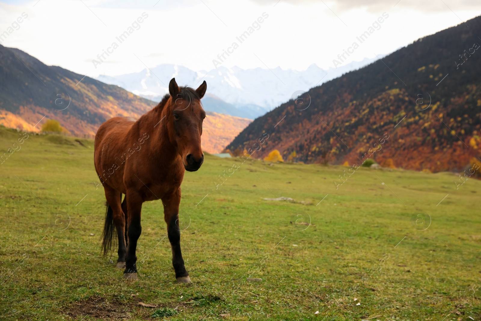 Photo of Brown horse in mountains on sunny day. Beautiful pet