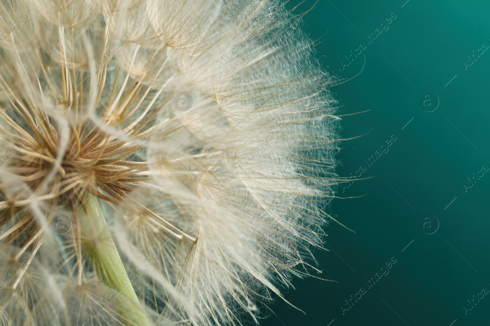 Photo of Beautiful fluffy dandelion flower on dark turquoise background, closeup
