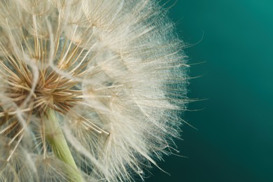 Photo of Beautiful fluffy dandelion flower on dark turquoise background, closeup