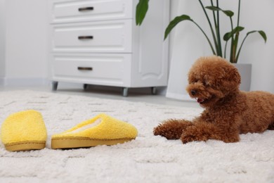 Photo of Cute Maltipoo dog near yellow slippers at home, space for text. Lovely pet