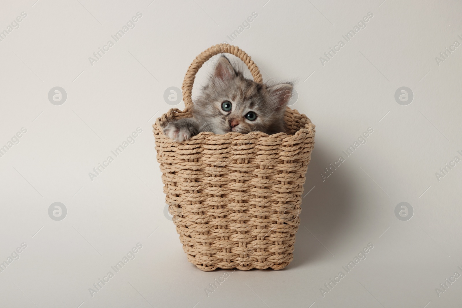 Photo of Cute kitten in wicker basket on light background