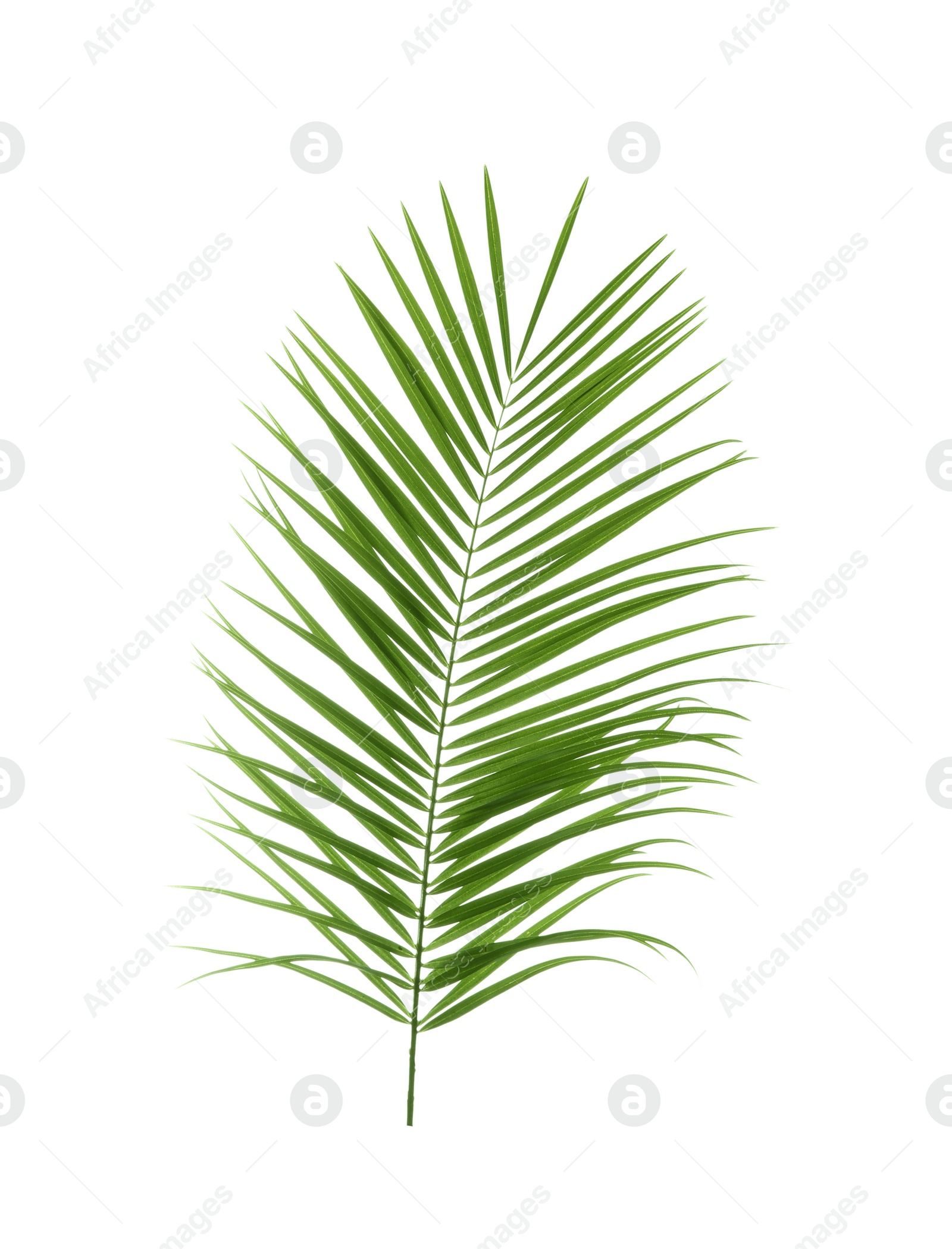 Photo of Beautiful tropical Sago palm leaf on white background