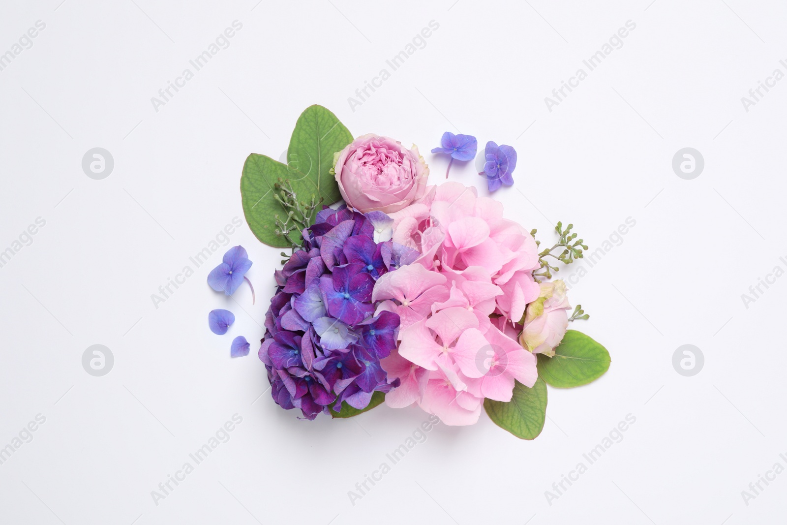 Photo of Beautiful composition with hortensia flowers on white background, flat lay