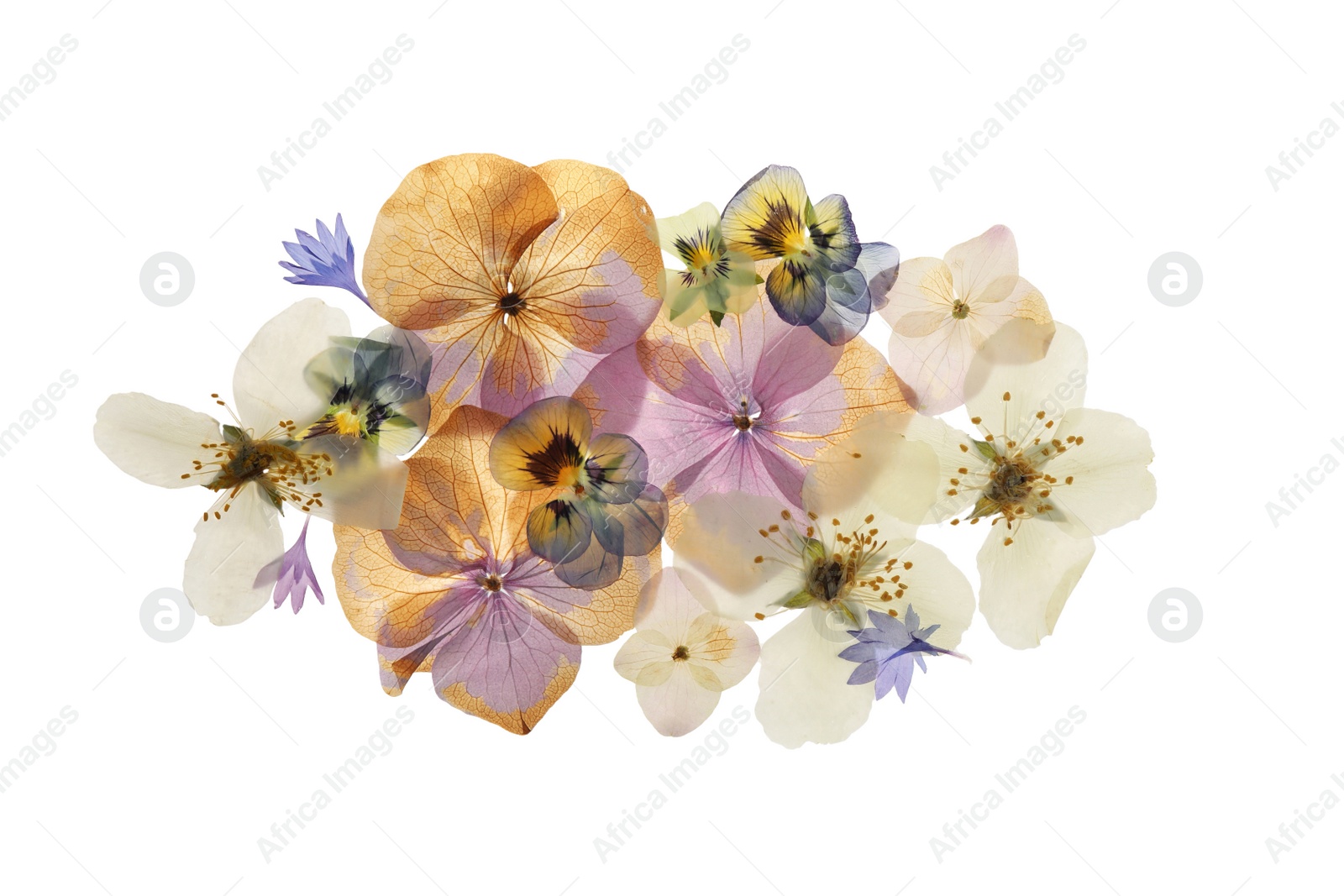 Photo of Pressed dried flowers on white background, top view. Beautiful herbarium