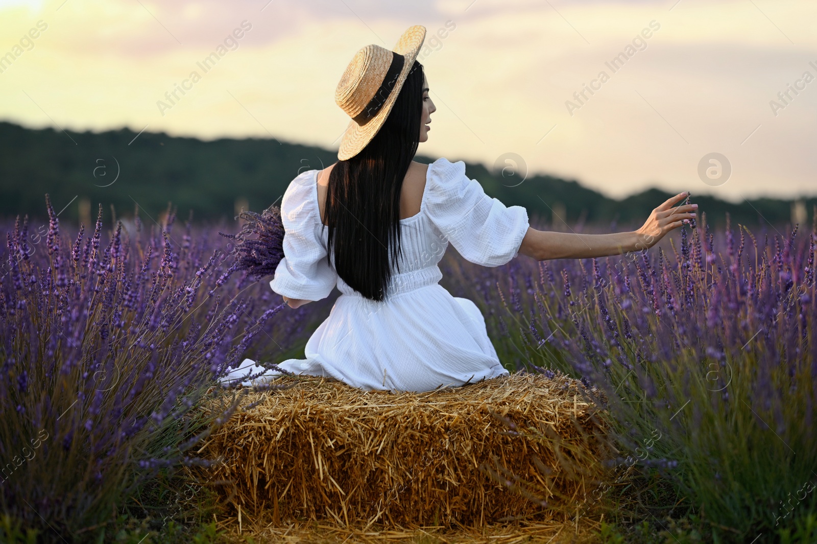 Photo of Woman sitting on hay bale in lavender field, back view