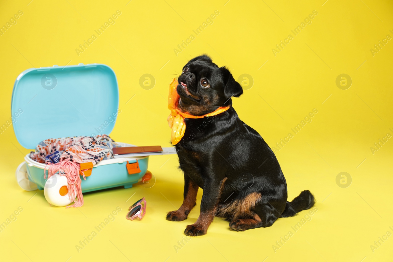Photo of Adorable black Petit Brabancon dog and open suitcase on yellow background