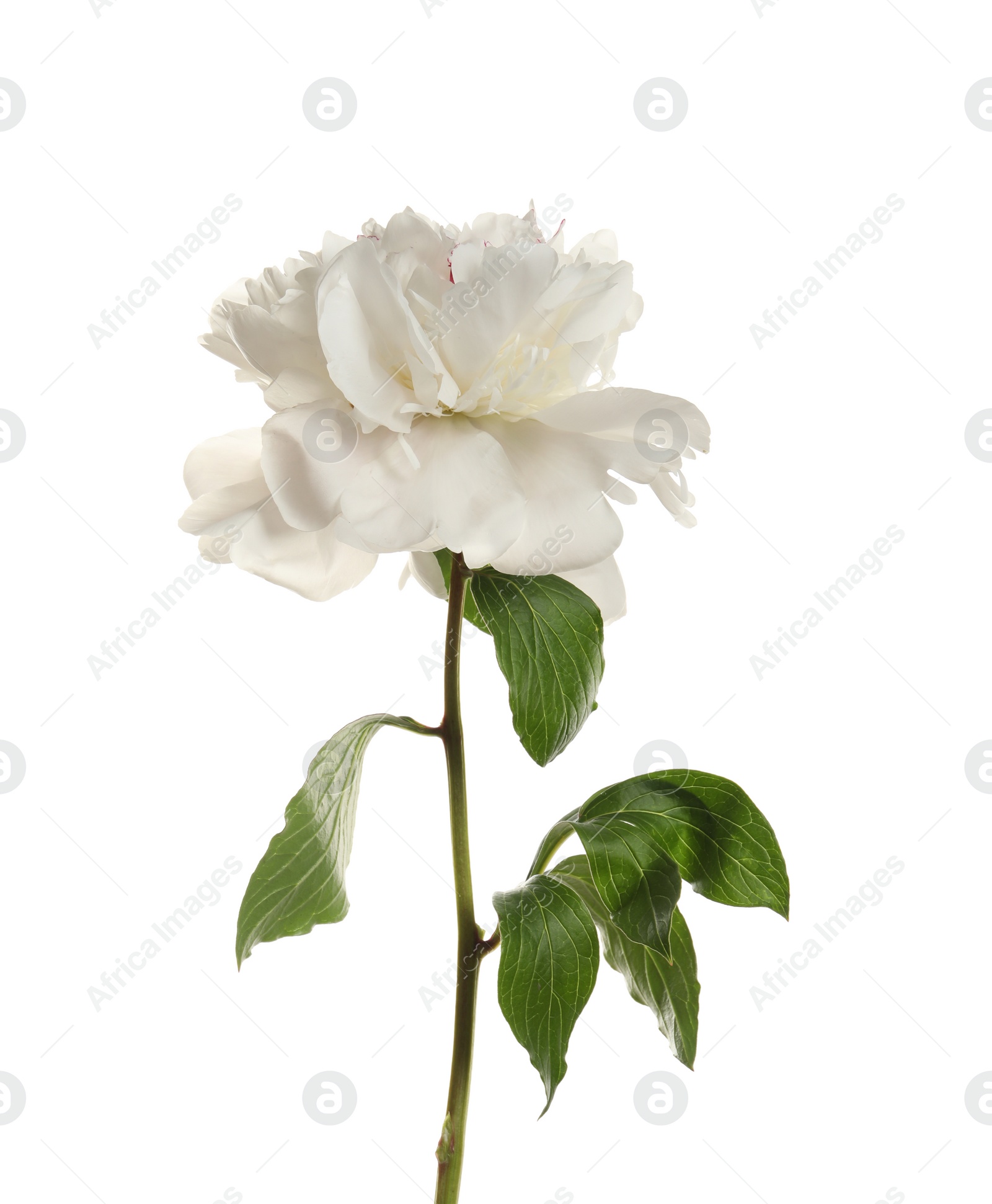 Photo of Fragrant peony on white background. Beautiful spring flower