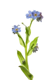 Photo of Amazing spring forget-me-not flowers on white background