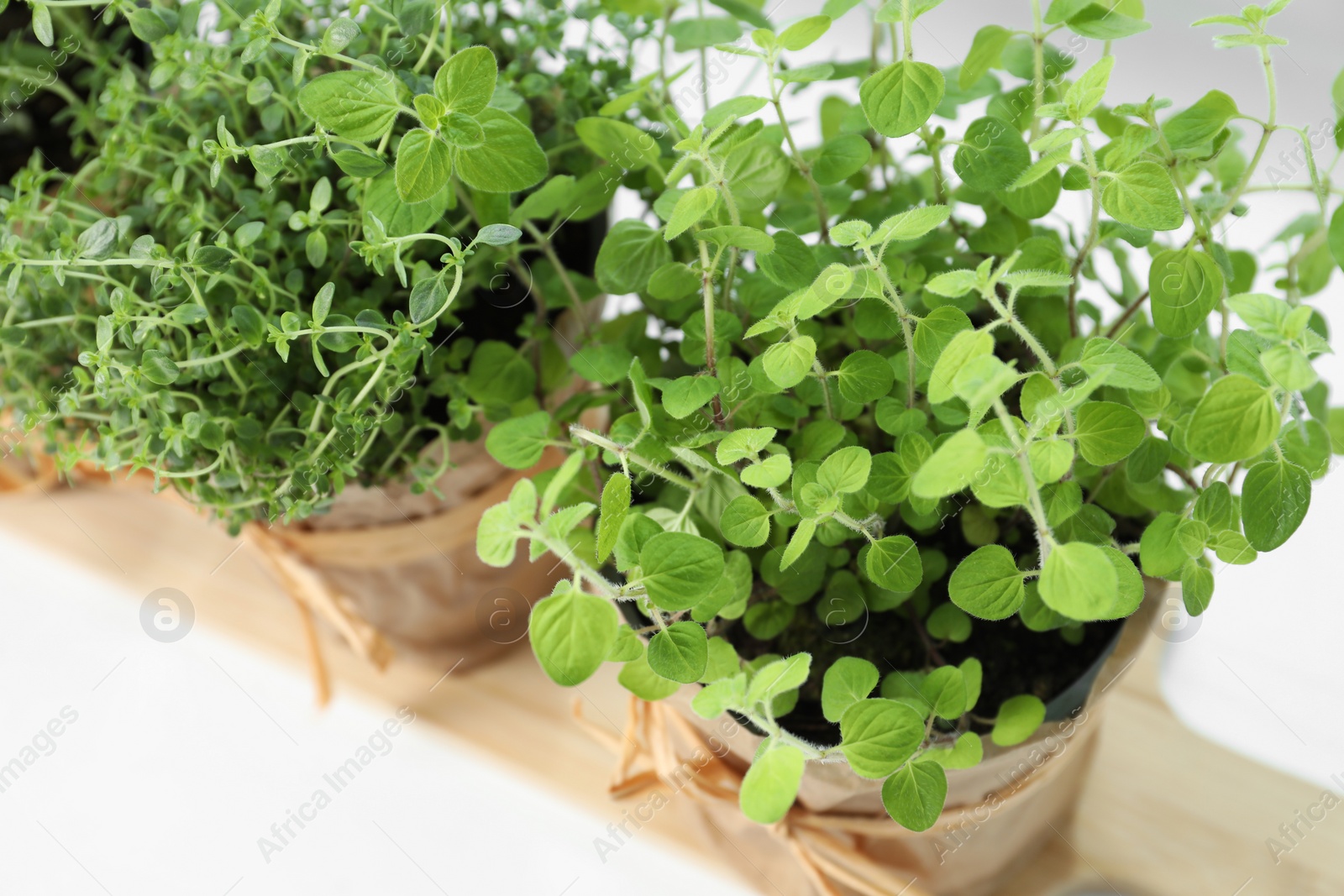 Photo of Different fresh potted herbs on windowsill indoors, closeup