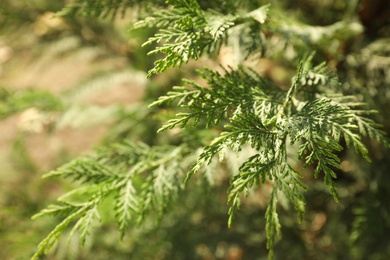 Photo of Green thuja tree in sunny park, closeup
