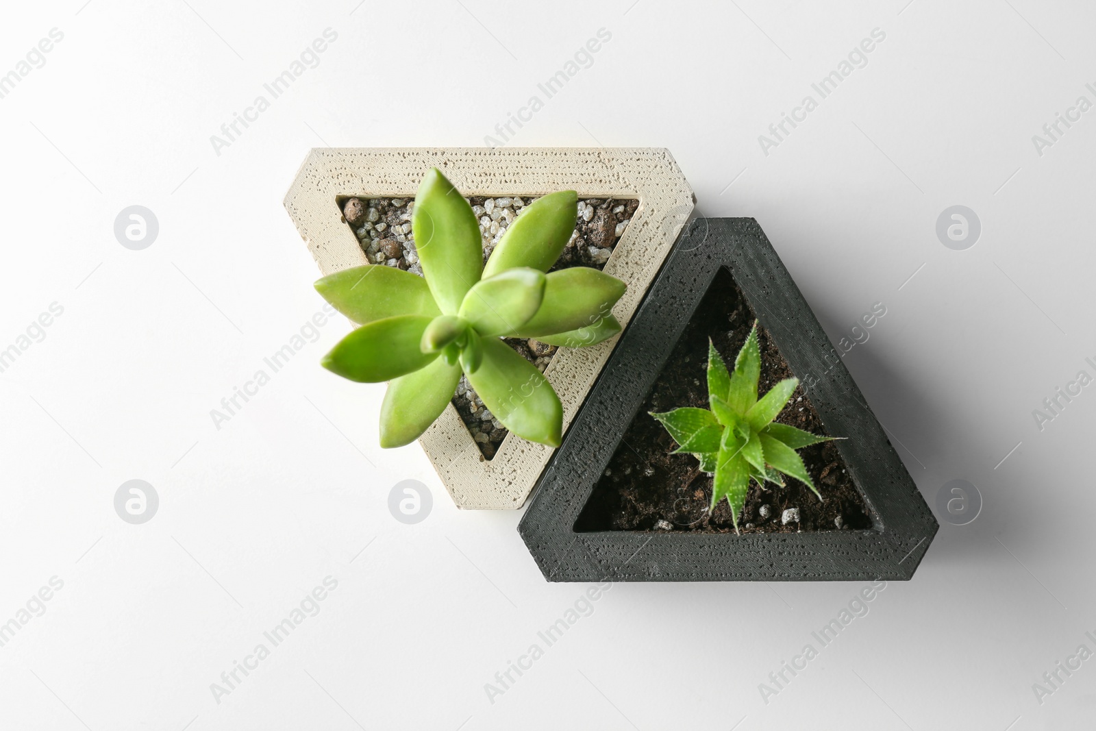 Photo of Succulent plants on white table, flat lay