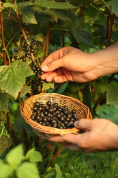 Woman with wicker bowl picking ripe blackcurrants from bush outdoors, closeup