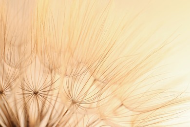 Photo of Beautiful fluffy dandelion flower on beige background, closeup