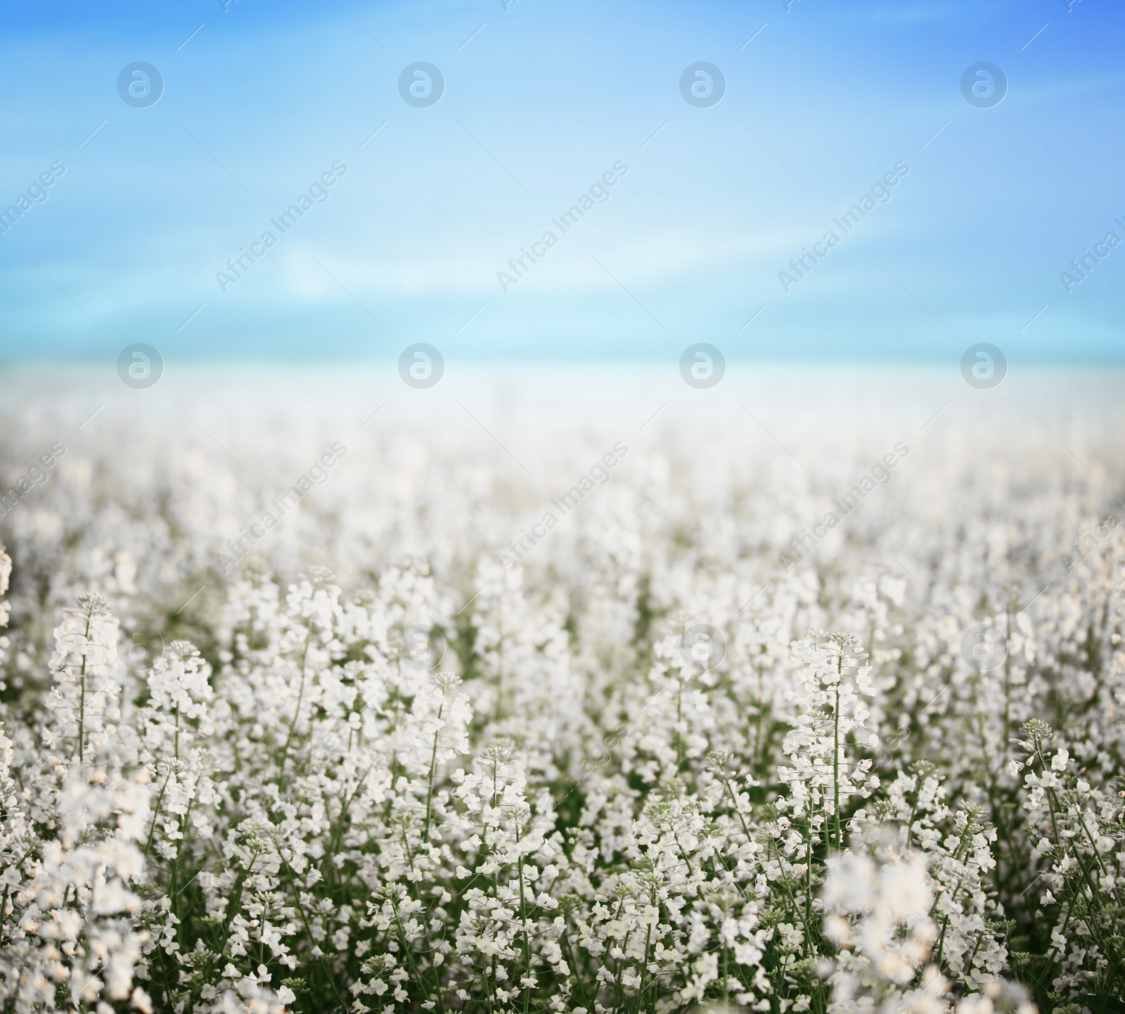 Photo of Field with blossoming flowers on spring morning
