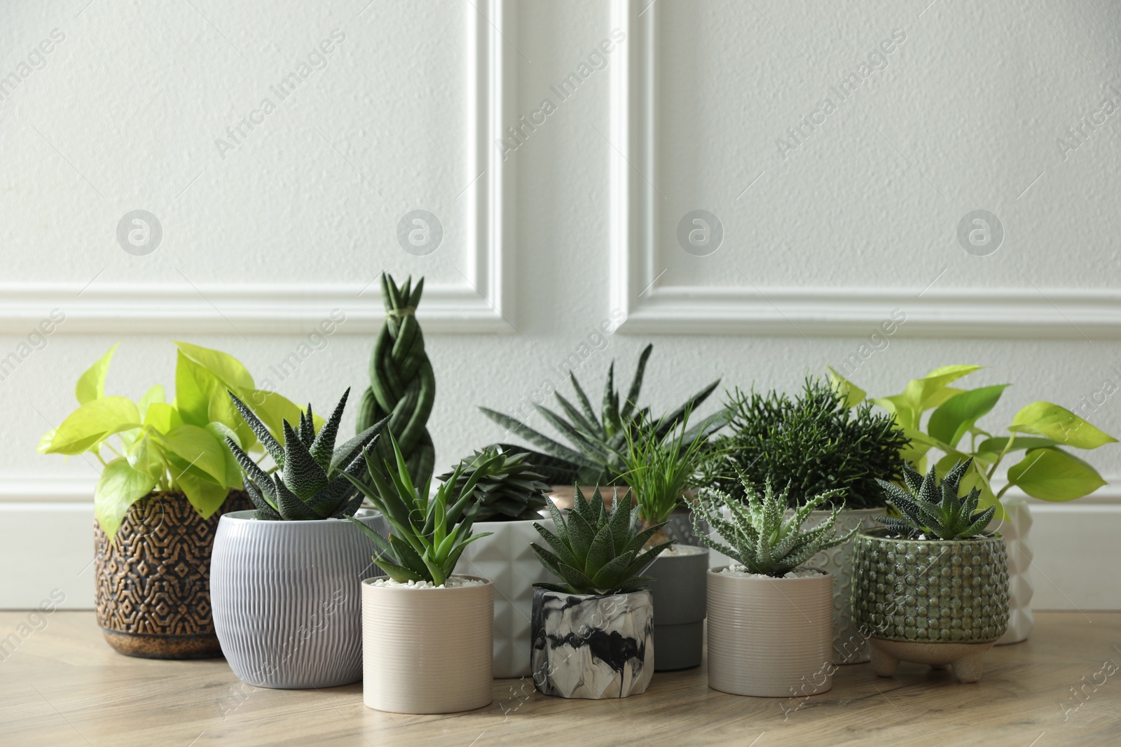 Photo of Many different potted plants on floor near white wall. Floral house decor